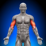 Distal biceps: The active individual’s injury