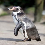 Do the “Penguin Walk”