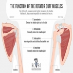 How the Rotator Cuff Works